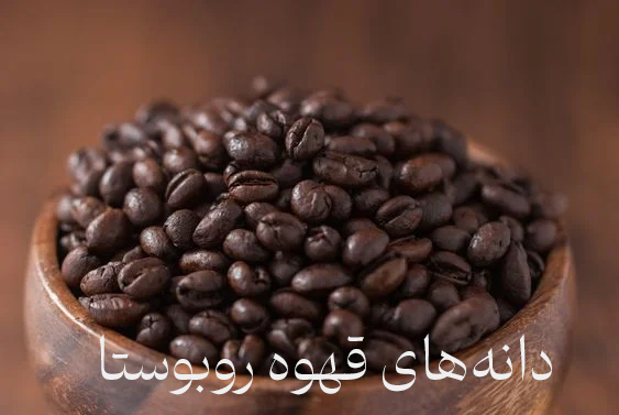 دانه‌های قهوه روبوستا تازه رست شده