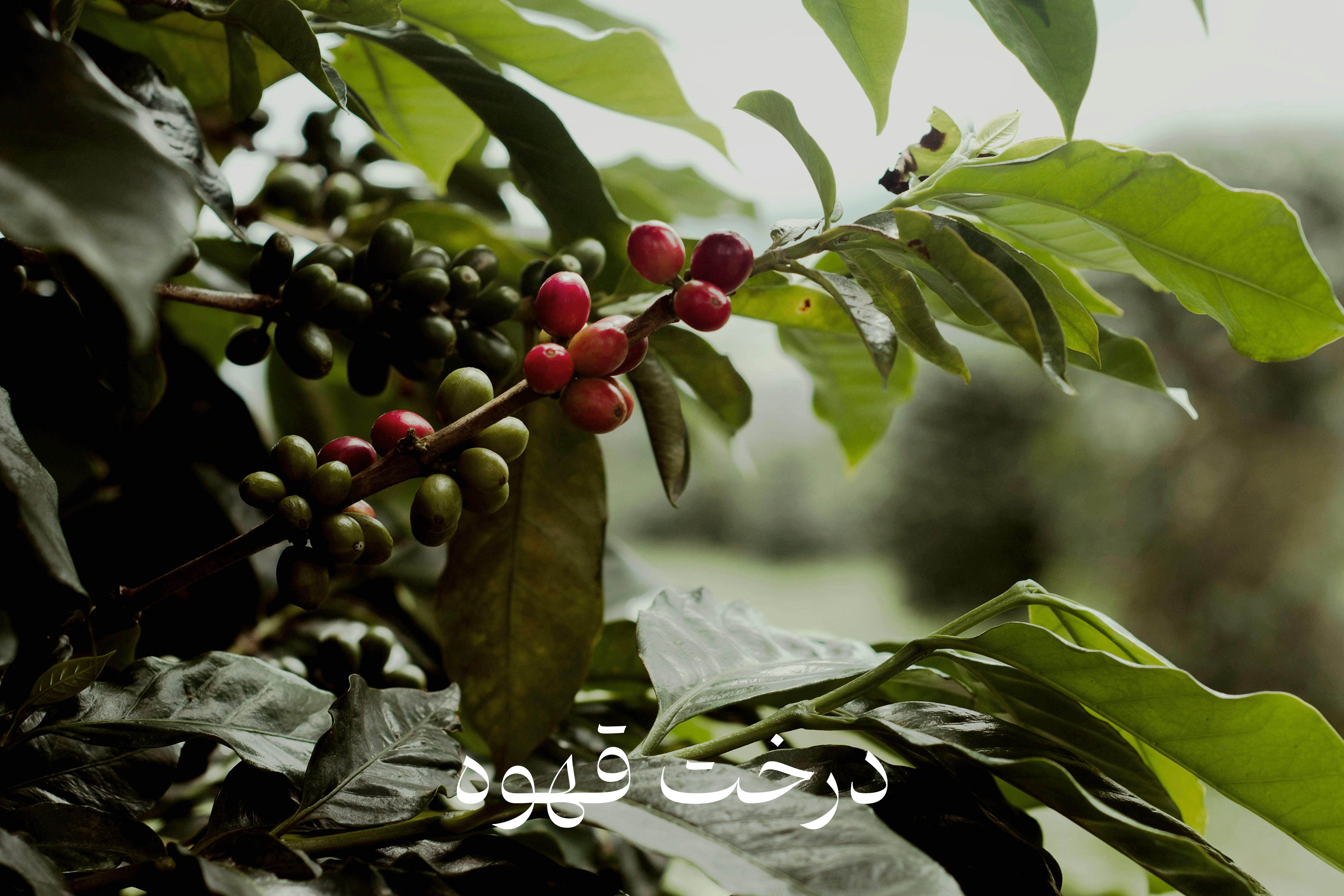گیلاس قهوه گونه لیبریکا